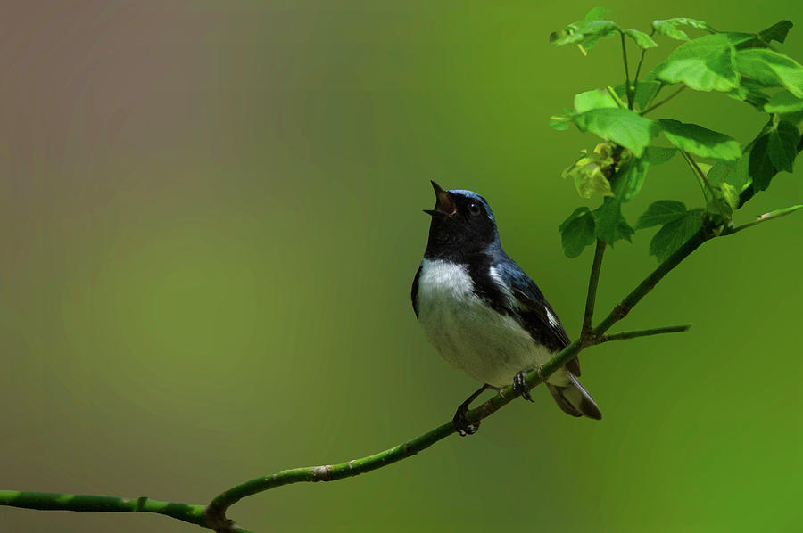 Black Throated Blue Warbler Sings to Delight Photograph by Carolyn Hall