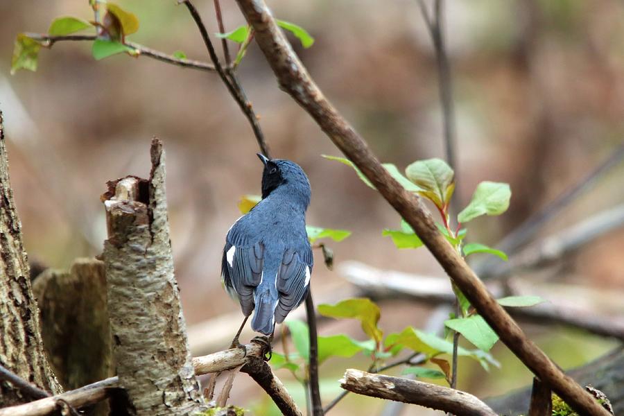 Black-throated Blue Warbler Spring Photograph