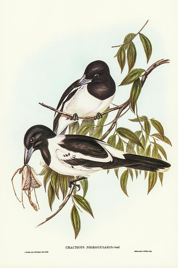 John Gould Drawing - Black-throated Crow-Shrike, Cracticus nigrogularis by John Gould
