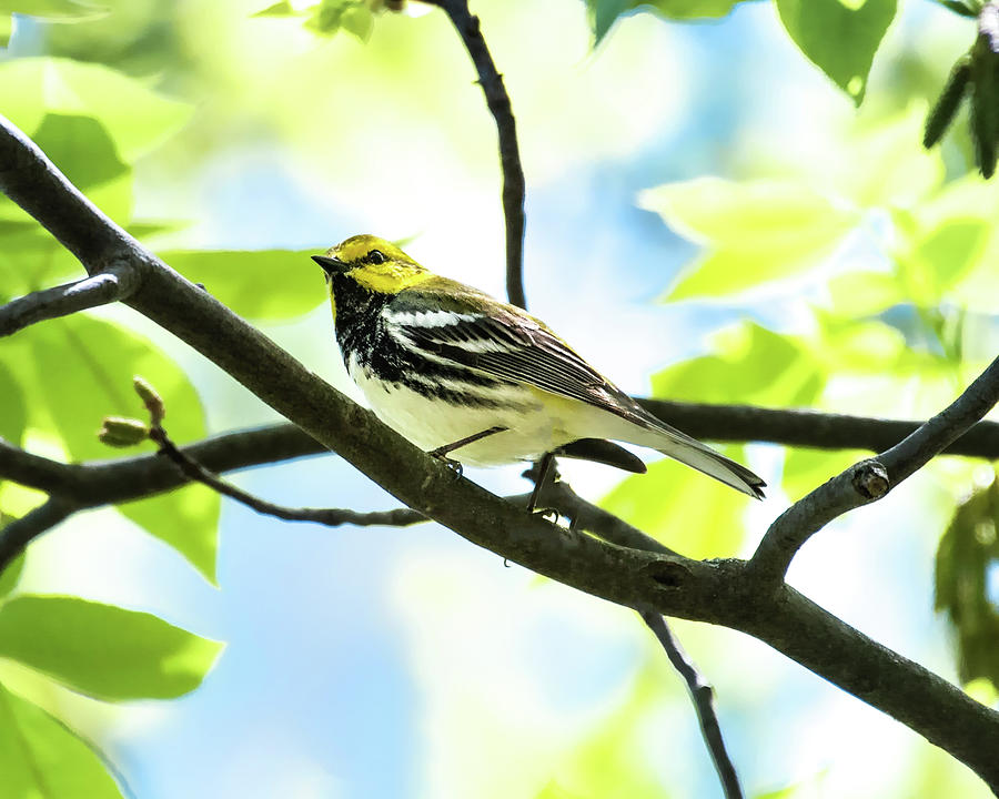 Black-throated Green Warbler 1 Photograph