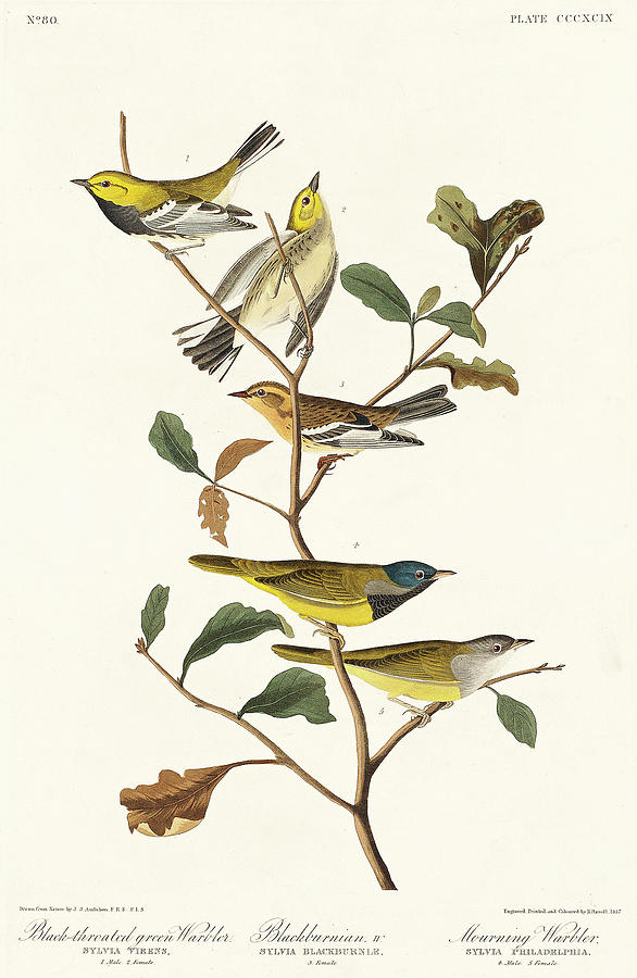 Audubon Birds Drawing - Black-throated green Warbler, Blackburnian and Mourning Warbler by John James Audubon