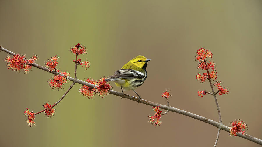 Black-throated Green Warbler Photograph by CR Courson