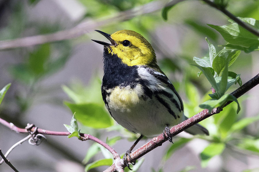 Black-throated green warbler singing 1 Photograph by Randy Zilenziger