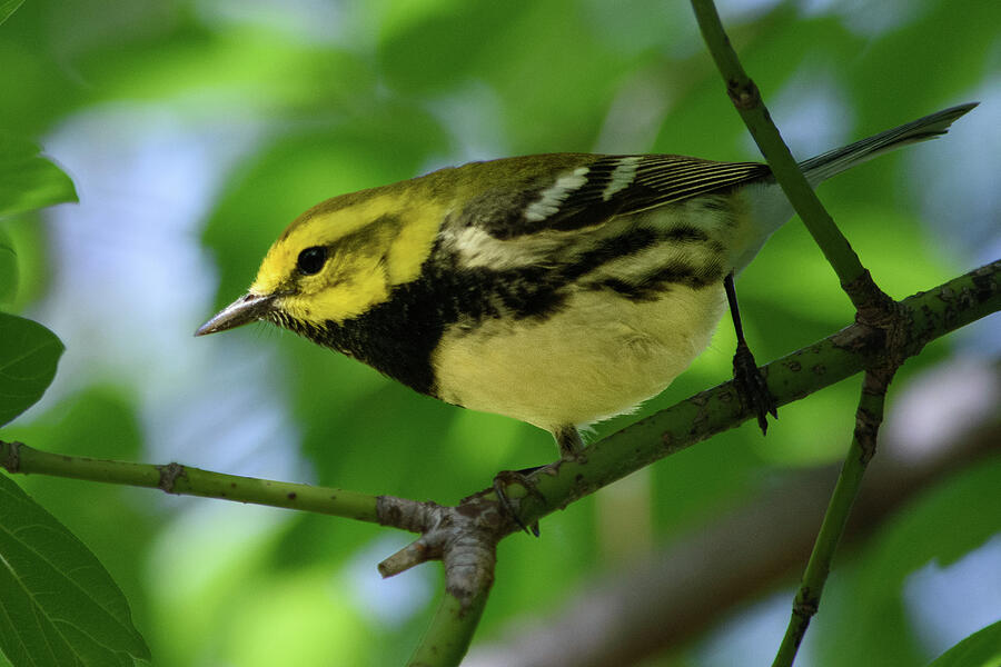 Black-throated Green Warbler Photograph by Thierry Lach Black-throated Green Warbler Photograph by Thierry Lach