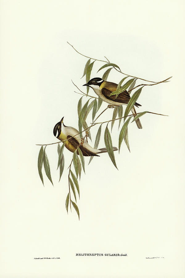 Black-throated Honey-eater, Melithreptus gularis Drawing by John Gould ...