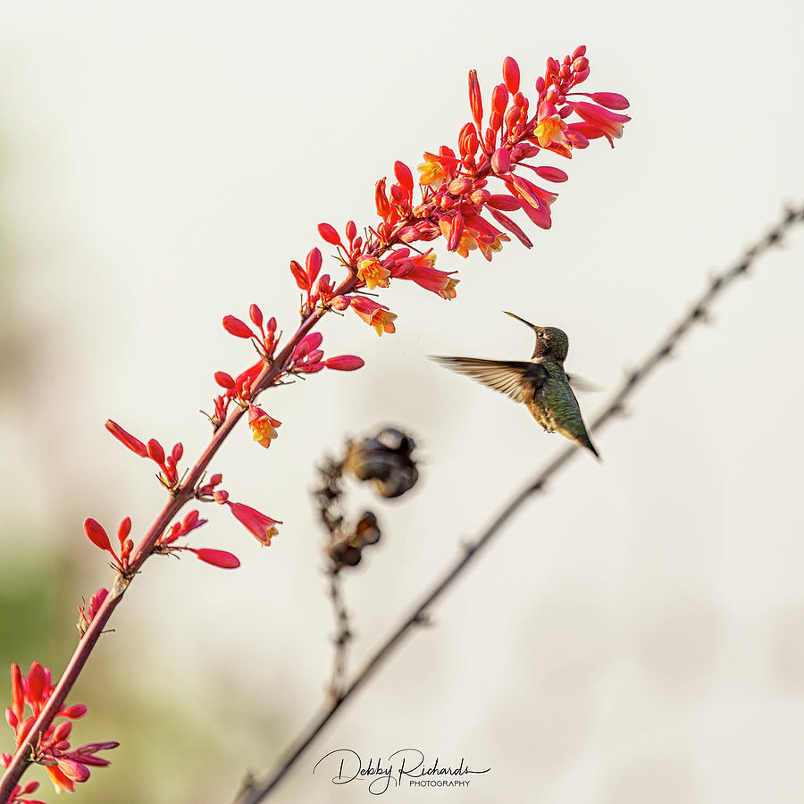 Black Throated Hummingbird in the Yucca Photograph by Debby Richards