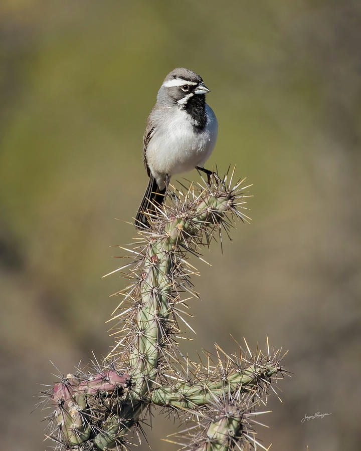 Black-throated Sparrow Photograph by Jurgen Lorenzen