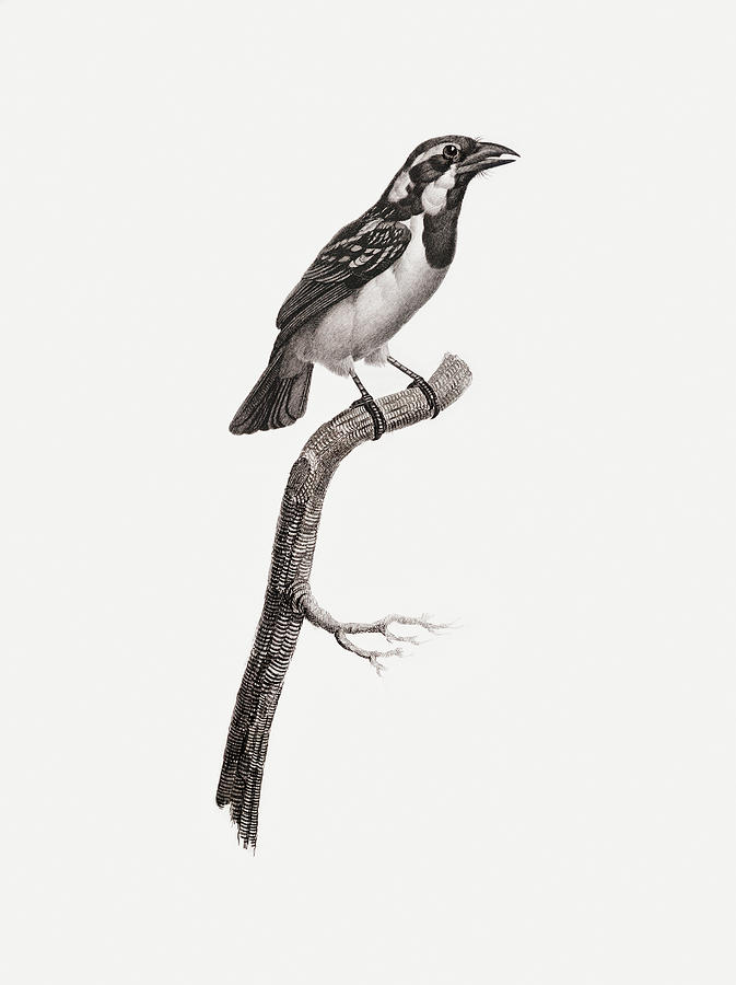 Black Throated Sparrow -  Vintage Bird Illustration - Birds Of Paradise - Jacques Barraband  Digital Art by Studio Grafiikka