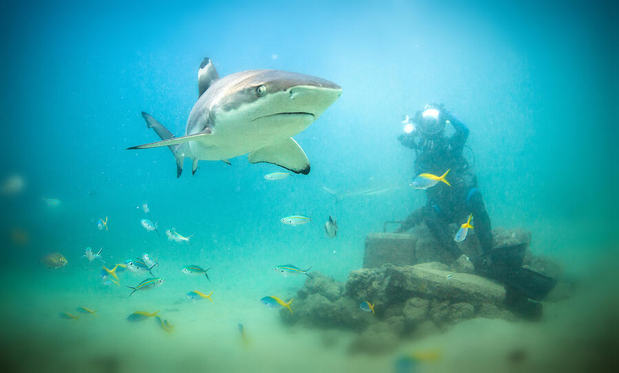 Black tip shark with underwater photographer Photograph by Petesphotography Black tip shark with underwater photographer Photograph by Petesphotography