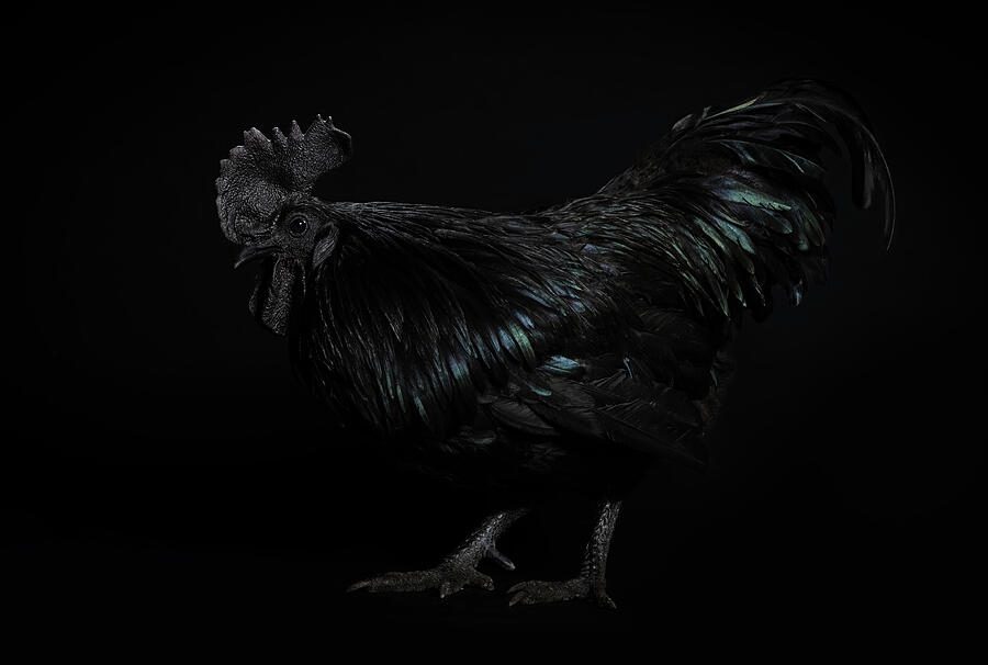 Black To The Bone - Ayam Cemani Rooster Photograph by Tracy Munson