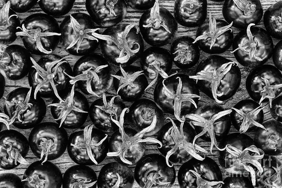 Black Tomatoes Indigo Rose Pattern Monochrome Photograph by Tim Gainey