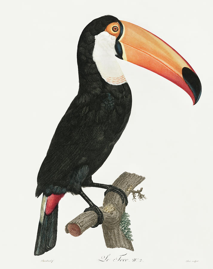 Black Toucan Mixed Media by World Art Collective