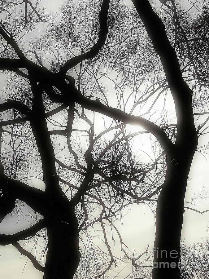 Black Tree Minimalist Art Photograph