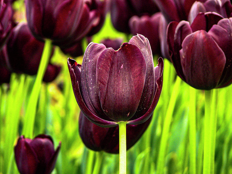 Black Tulip Photograph by Aydin Gulec