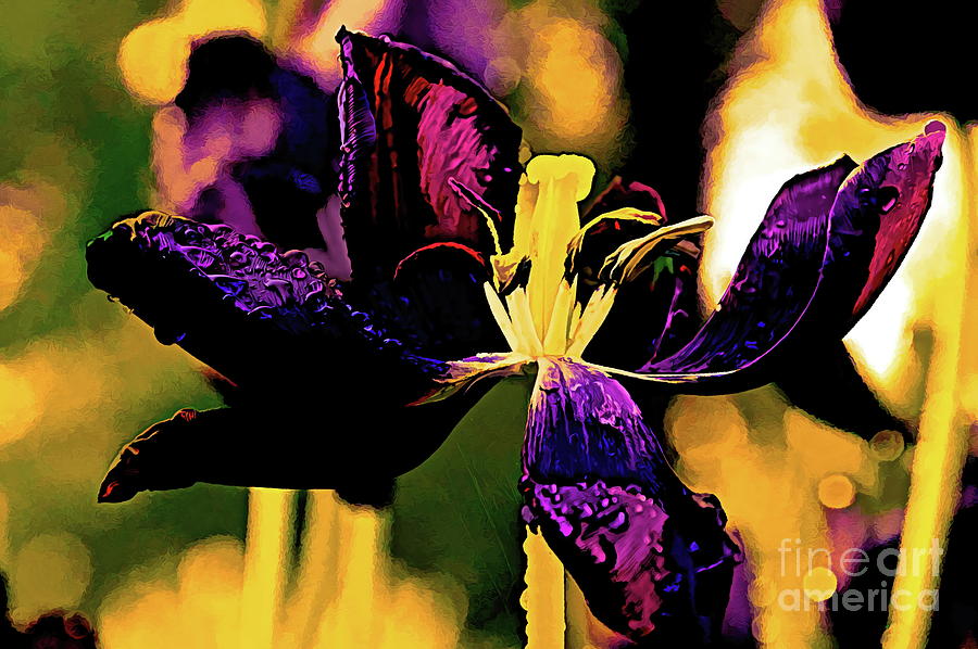 Black Tulip Photograph by Diana Mary Sharpton