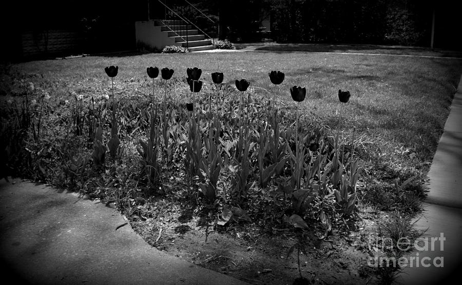 Black Tulips In Black And White Photograph