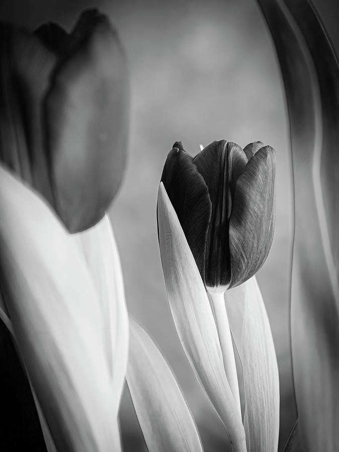 Black tulips. Photograph by Silvia Marcoschamer