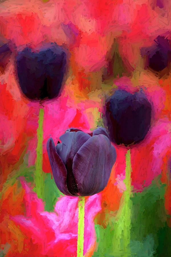 Black Tulips Photograph by W Chris Fooshee