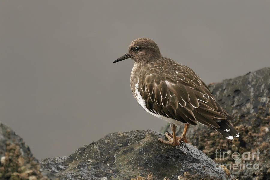 Winter Photograph - Black Turnstone at a Lookout  by Nancy Gleason