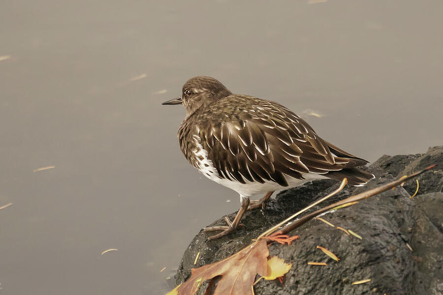 Winter Photograph - Black Turnstone on a Fall Day by Nancy Gleason