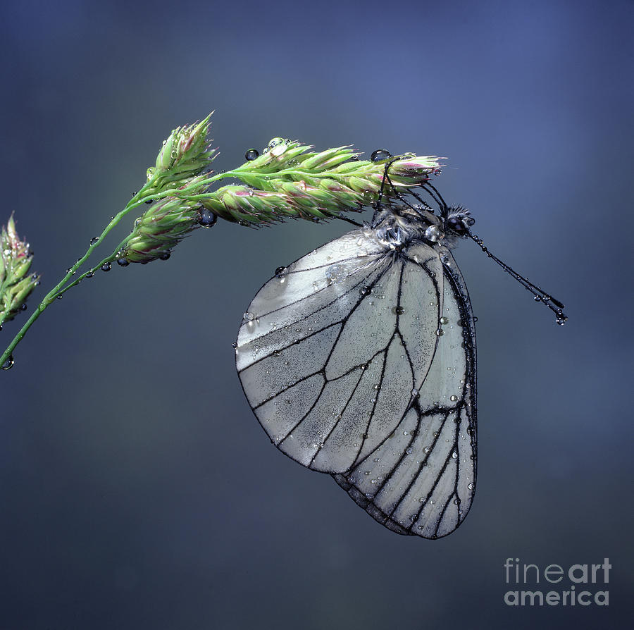 Black-veined White Butterfly Photograph by Warren Photographic
