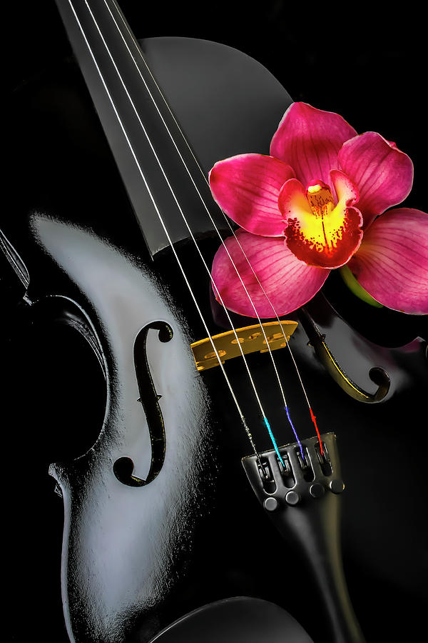 Black Violin And Orchid Flower Photograph by Garry Gay