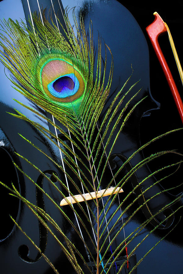 Black Violin And Peacock Feather Photograph by Garry Gay - Fine Art America