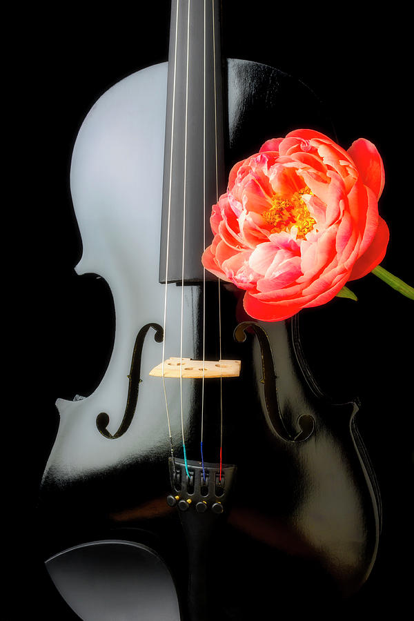 Black Violin And Pink Peony Photograph by Garry Gay