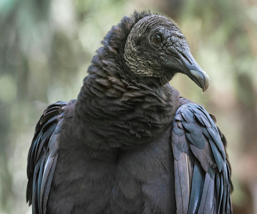 Black Vulture a Bird of Carrion Photograph by Rebecca Herranen