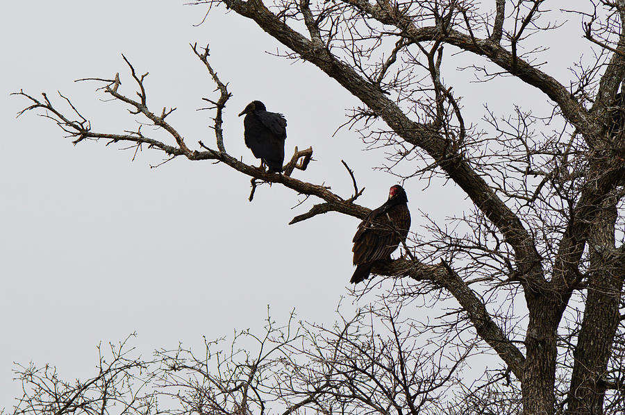 Black Vulture and Turkey Vulture in a Tree Photograph by Gaby Ethington