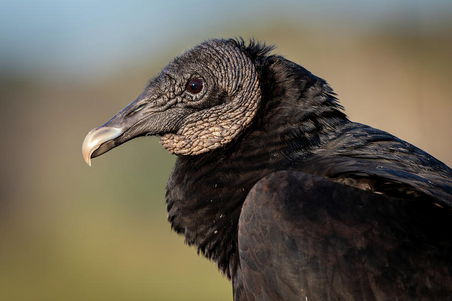 Black Vulture Close-up Photograph by Bradford Martin