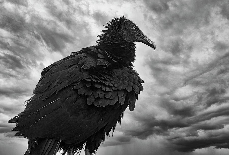 Vulture Photograph - Black Vulture by Gordon Ripley