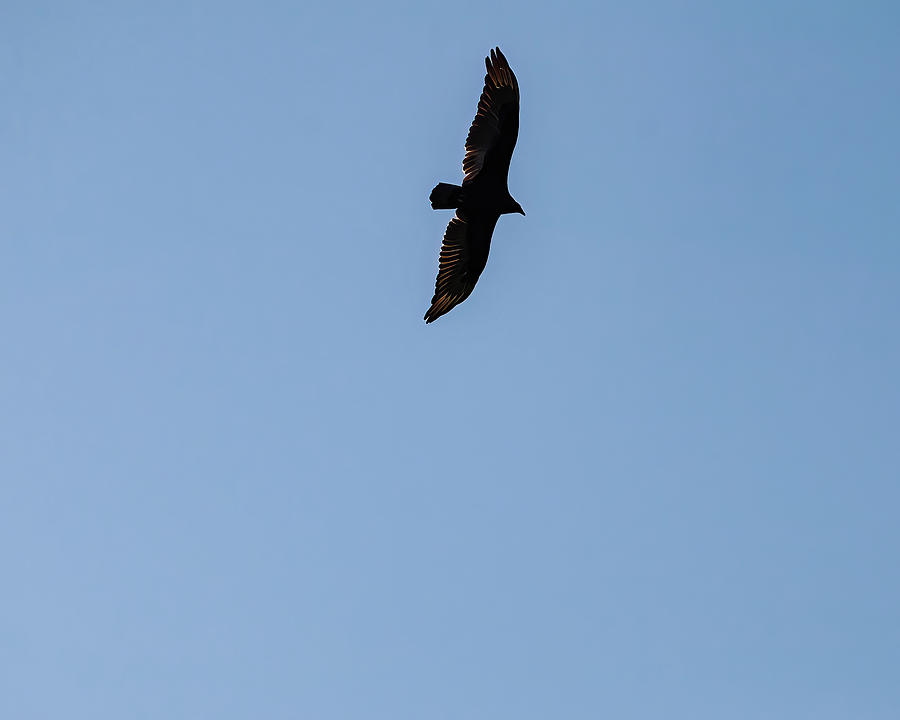 Black Vulture In Flight 02 Photograph by Flees Photos