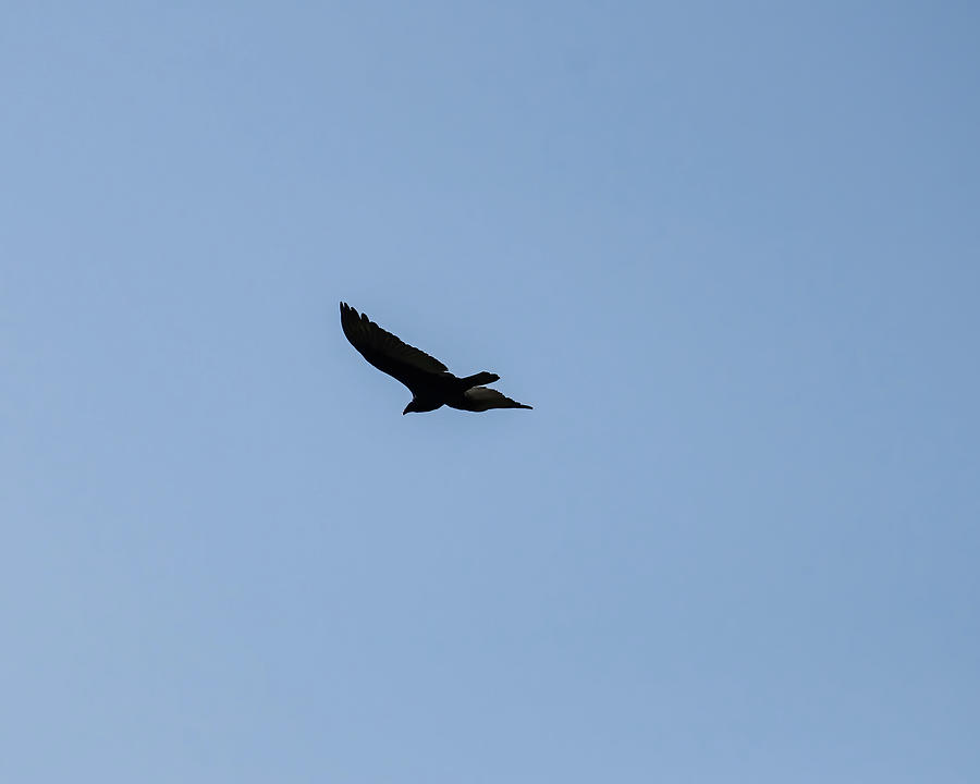 Black Vulture In Flight 03 Photograph by Flees Photos