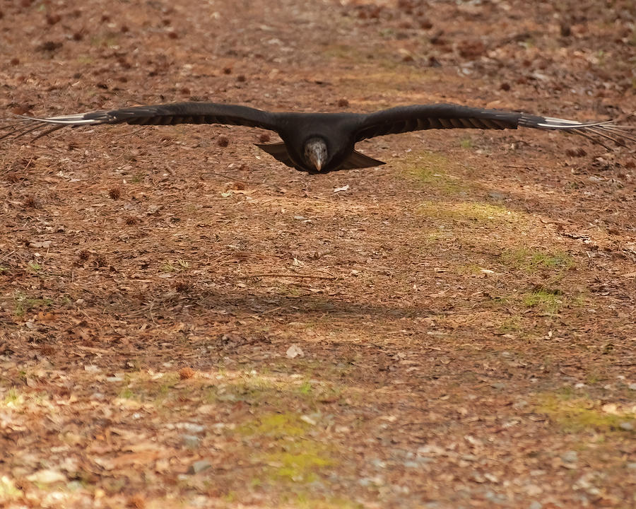 Black Vulture In Flight Photograph by Flees Photos
