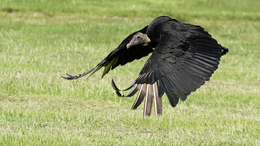 Black Vulture in flight Photograph by Jack Nevitt
