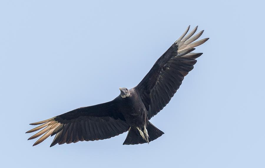 Black vulture in flight Photograph by Puttaswamy Ravishankar | Fine Art ...