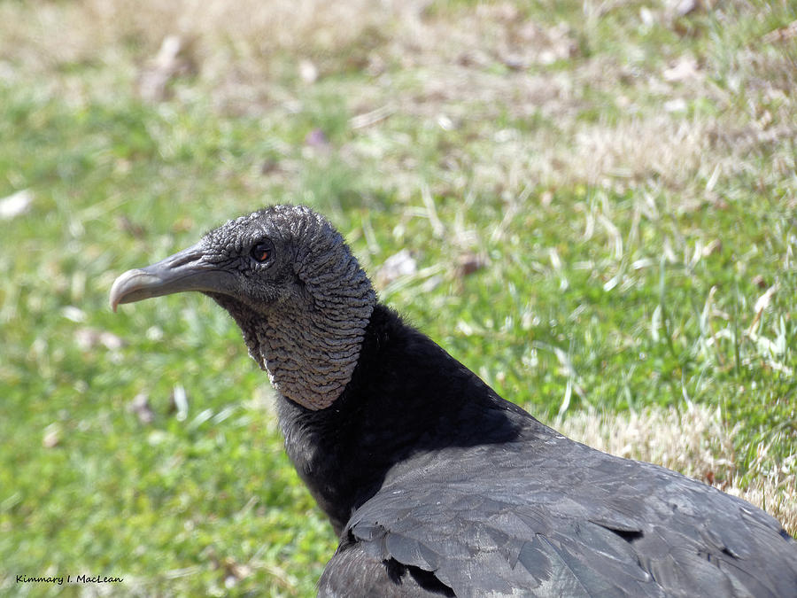 Black Vulture in Spring Photograph by Kimmary I MacLean