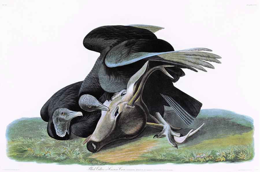 John James Audubon Painting - Black Vulture or Carrion Crow - Digital Remastered Edition by John James Audubon