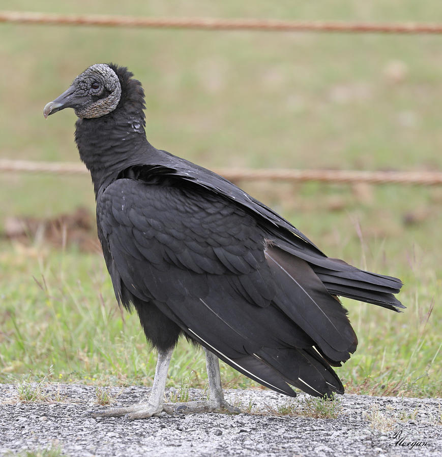 Black Vulture Photograph By Rebecca Morgan - Pixels