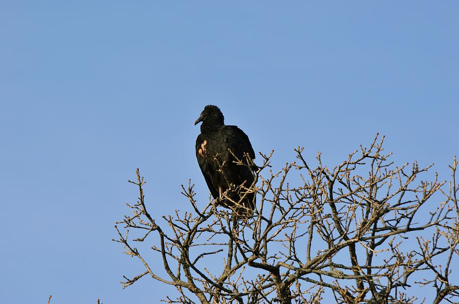 Black Vulture Resting in the Morning Photograph by Gaby Ethington