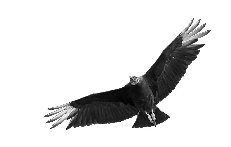Black vulture scanning the skies Photograph by Puttaswamy Ravishankar
