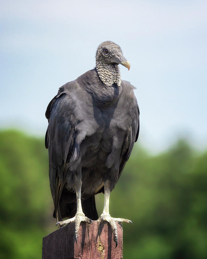 Black Vulture Photograph by Susan Rissi Tregoning