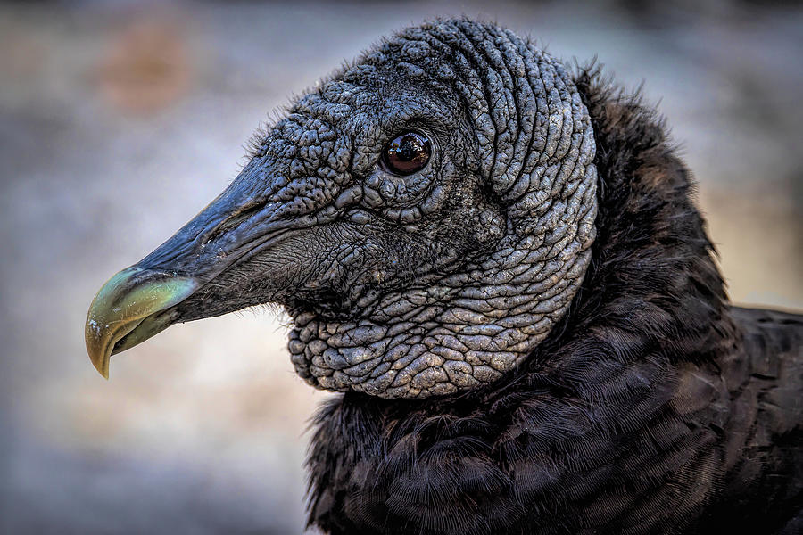 Black Vulture Photograph by Terri Pouliot | Fine Art America