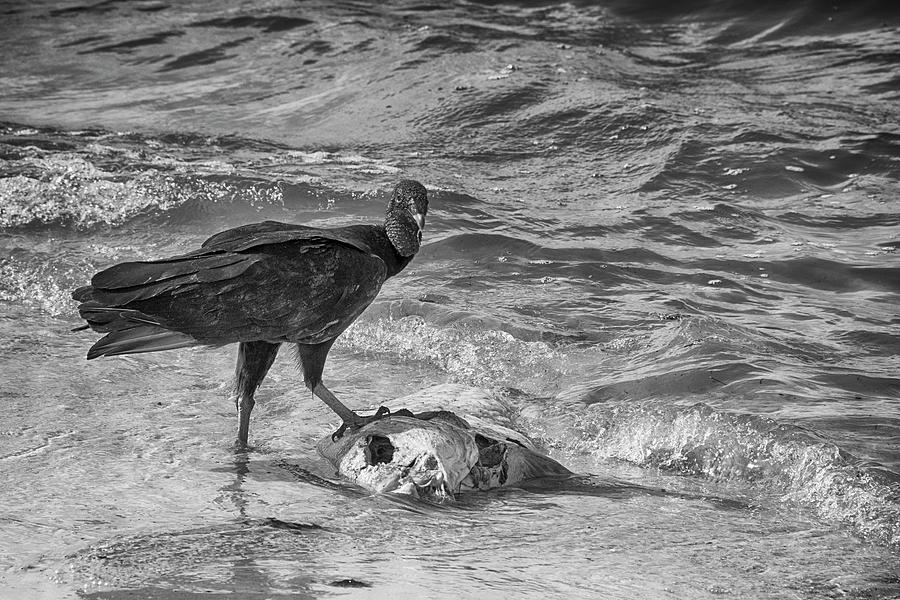 Black Vulture With Large Fish Photograph by Mitch Spence