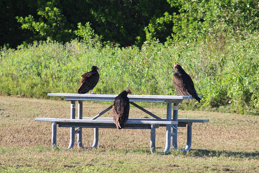 Black Vultures At Lunch Photograph by Robert Banach