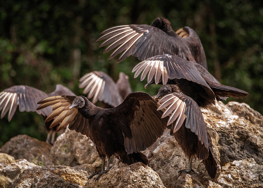 Black Vultures Photograph by Framing Places