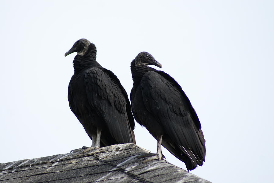 Black Vultures Photograph by Heather E Harman