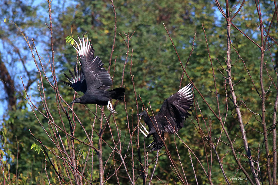 Black Vultures in the Fall Photograph by Trina Ansel