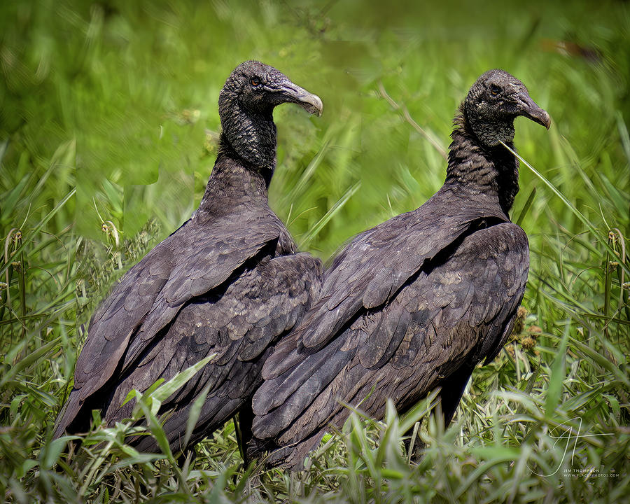 Black Vultures Photograph by Jim Thompson
